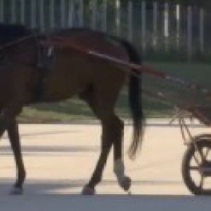 小馬拉大胖
