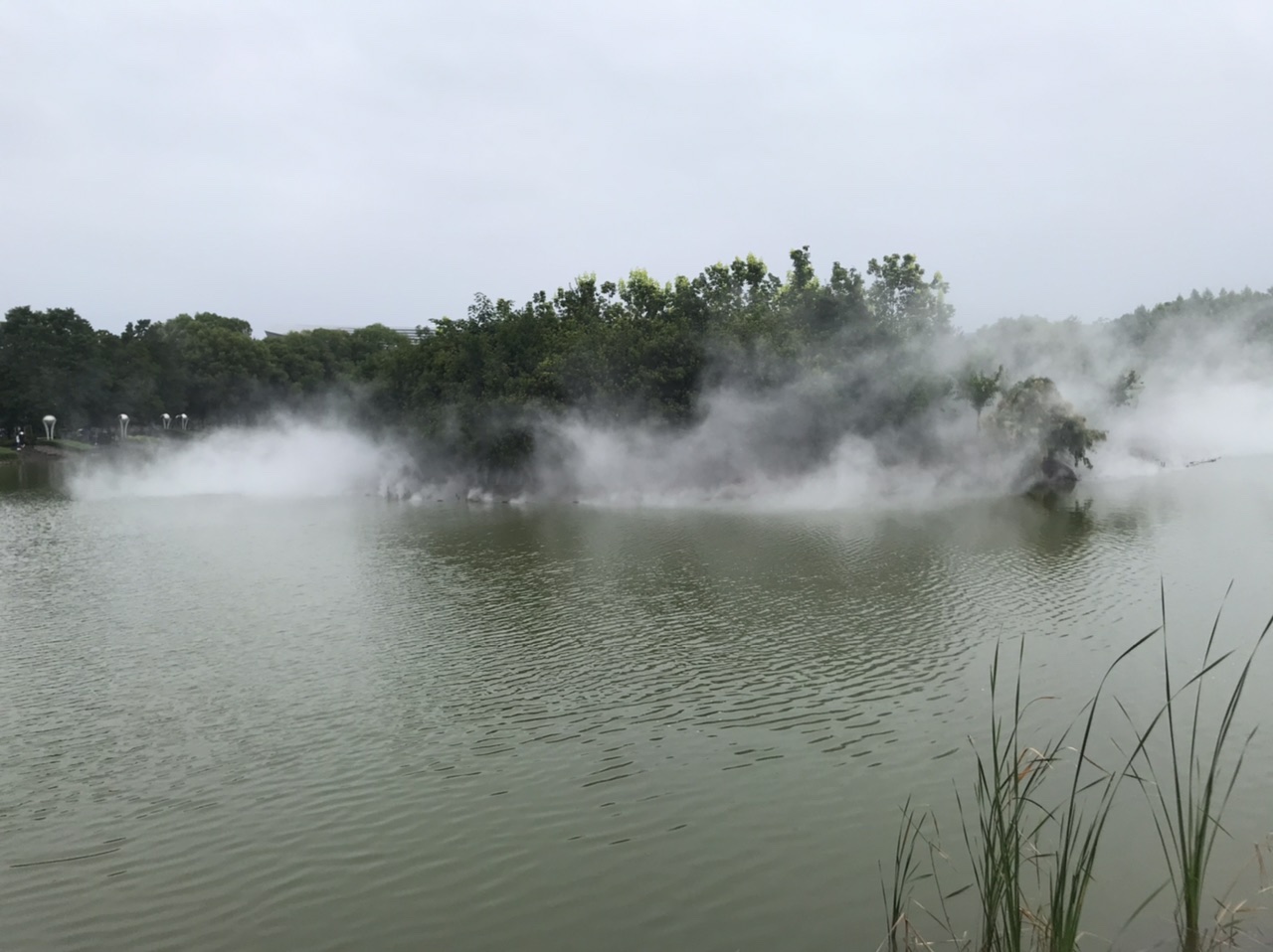 郑州植物园，小雨淅沥，银杏，油松，黑天鹅，二球悬铃木，恬淡惬意