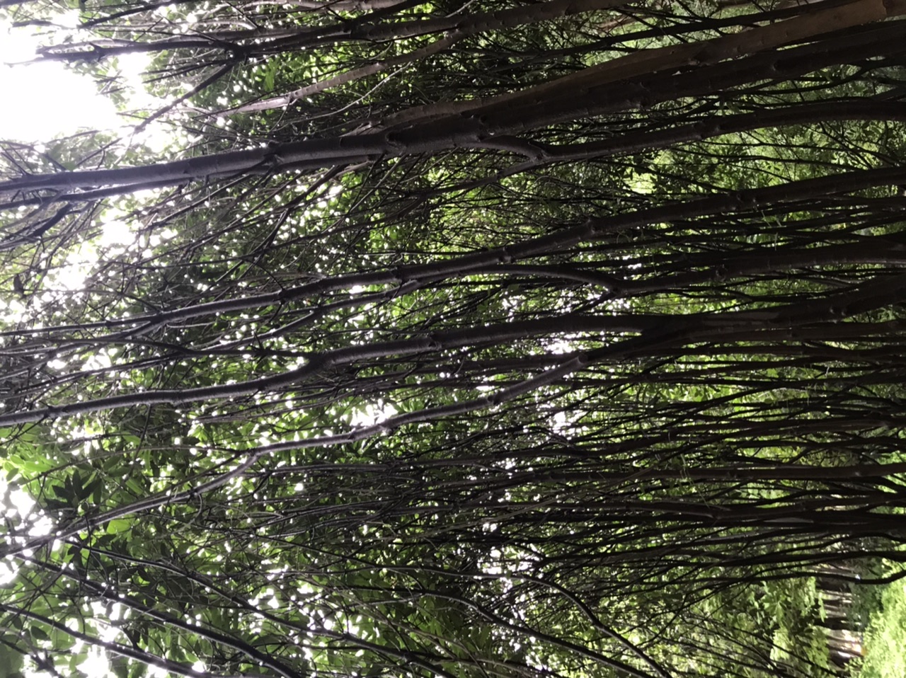 郑州植物园，小雨淅沥，银杏，油松，黑天鹅，二球悬铃木，恬淡惬意