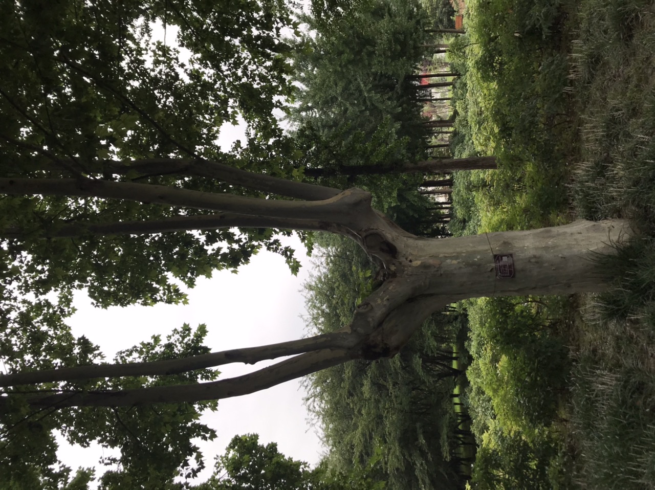 郑州植物园，小雨淅沥，银杏，油松，黑天鹅，二球悬铃木，恬淡惬意