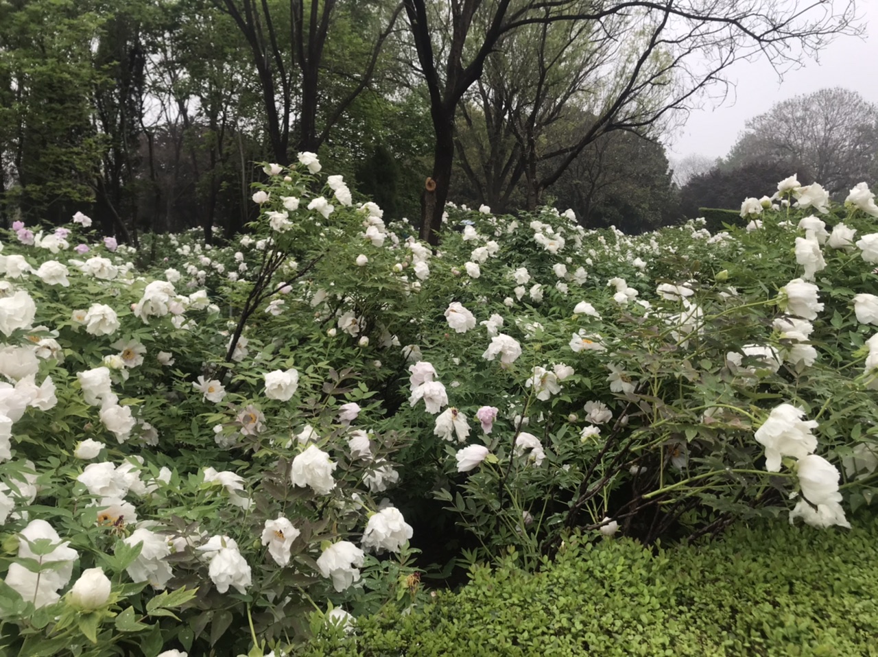 清明时节看牡丹